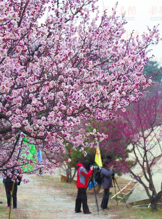 梅花节今李沧十梅庵风景区开幕 小孩老人免费