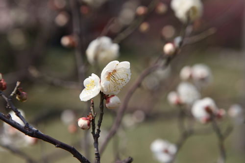 青岛踏春赏花之攻略（一）