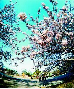 青岛中山公园樱花节